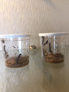 Cups of caterpillars 